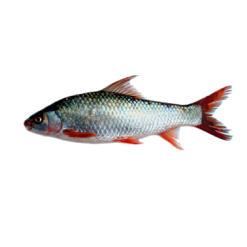 http://atiyasfreshfarm.com/storage/photos/1/Products/Grocery/Mrigal Fish 4kg.png